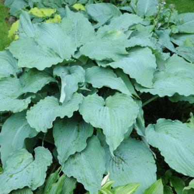 Hosta 'Fleet Week'